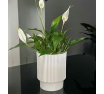 Кашпо ФлораПласт пластик Elsa d17см h19см 4л белый 0 70873