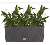 Горшок цветочный Prosperplast Rato Case 500 балконный, коричневый DRTC500-440U