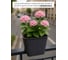 Горшок цветочный Prosperplast Ratolla Square 280, антрацит DRLB280-S433 9