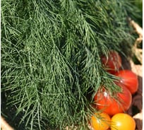 Семена РУССКИЙ ОГОРОД Укроп Супердукат ОЕ 1 г Первая цена Б57308