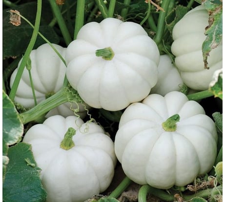 Семена РУССКИЙ ОГОРОД Тыква Осенняя гирлянда 10 шт. 304227