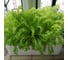 Гидропонная установка HobbyFarm 8 ячеек DQ61008 6