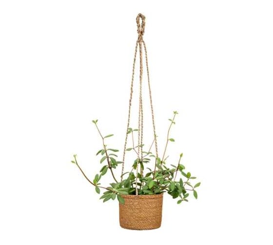 Кашпо плетеное с подвесом Scheurich Nut d15см натуральный h14cm 073642 1