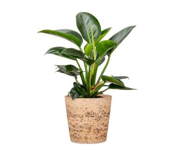 Кашпо керамика Scheurich Cork d16см, h15cm 073606 1