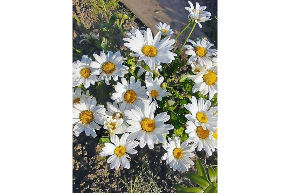 Нивяник сильвер принцесс. Леукантемум аляска. Матрикария хризантема ромашковидная. Ромашка нивяник многолетняя. Ромашка садовая многолетняя.