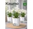 Набор кашпо с фитильным автополивом 1 л граненое BestRoom 3 шт 135-003 2