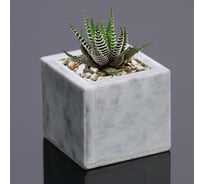 Горшок для цветов СИМАЛЕНД Суккулент мрамор, 6.5x6.5x6 см 5298327