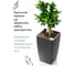 Кашпо Teraplast ALGARVE 20x20х35 см, черное 08018035006 4