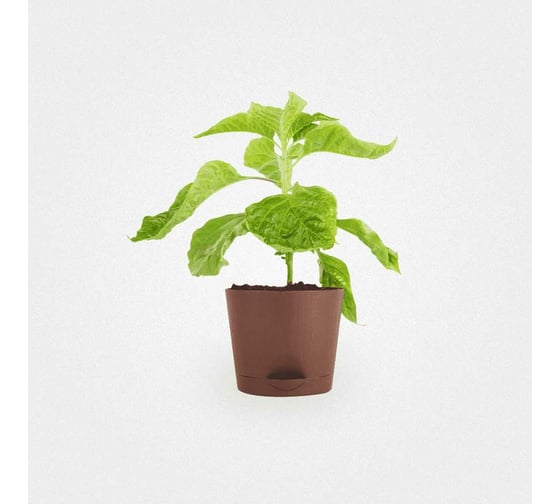 Набор для выращивания растений Plant Republic Перец острый Тринидад Скорпион Шоколадный pr-004