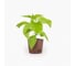 Набор для выращивания растений Plant Republic Перец острый Вайт Нага pr-013 4