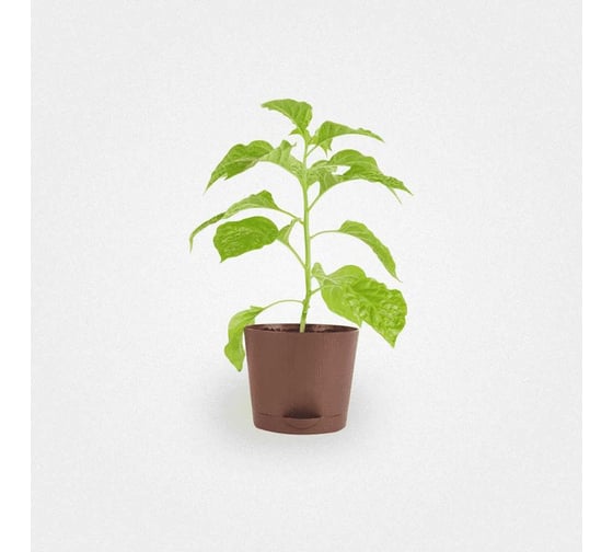 Набор для выращивания растений Plant Republic Перец острый Нага Морич pr-002