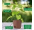 Набор для выращивания растений Plant Republic Перец острый Тринидад 7 Пот Джона pr-006 5