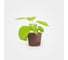 Набор для выращивания растений Plant Republic Перец острый Тринидад Скорпион Желтый pr-005 4