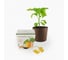 Набор для выращивания растений Plant Republic Перец острый Тринидад Скорпион Желтый pr-005 5