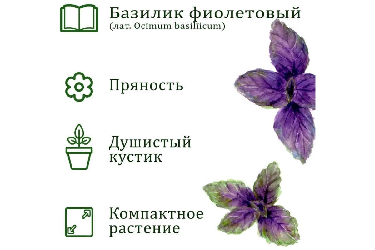 Базилик фиолетовый рецепты Базилик фиолетовый рецепты