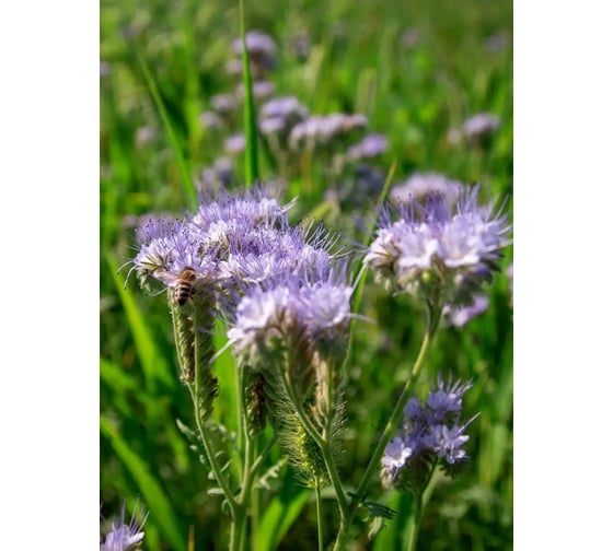 Жетілген сексуалдық порно