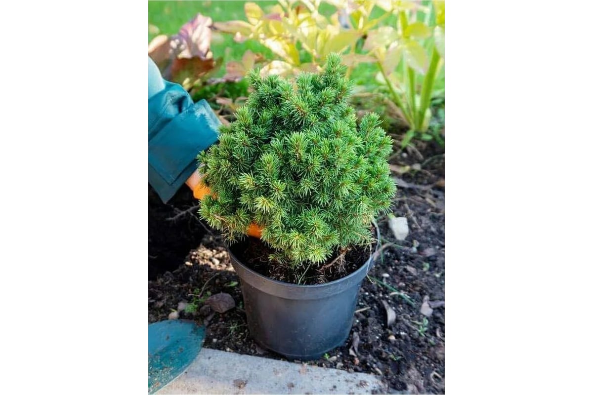 Выкопанная сосна. Как пересадить хвойные. Корни кедры сосны. Ель канадская коника. Сеянцы ель коника.