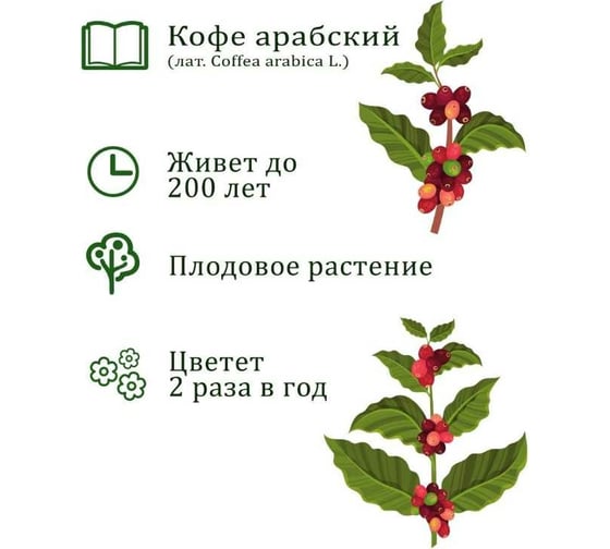 Набор для выращивания растений Вырасти,Дерево! Кофе арабский zk-012