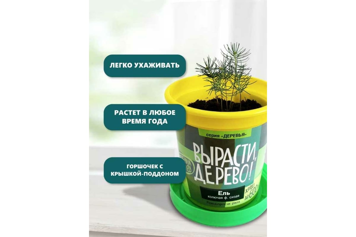 Набор для выращивания растений Вырасти,Дерево! Ель колючая сизая zk-004 ...