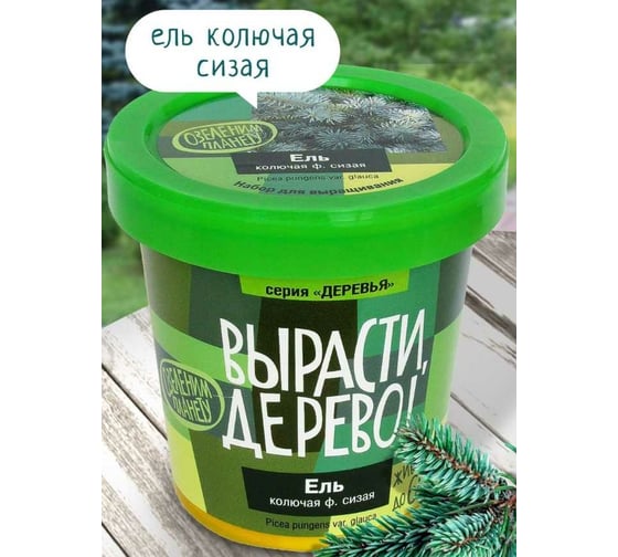 Набор для выращивания растений Вырасти,Дерево! Ель колючая сизая zk-004