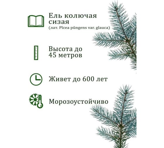 Набор для выращивания растений Вырасти,Дерево! Ель колючая сизая zk-004