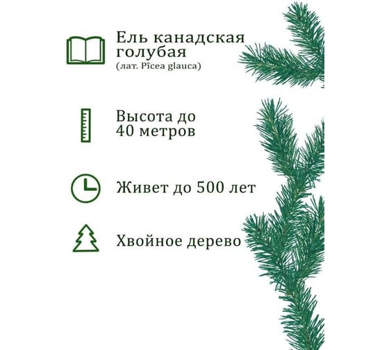 Набор для выращивания растений Вырасти,Дерево! Ель канадская голубая zk-048