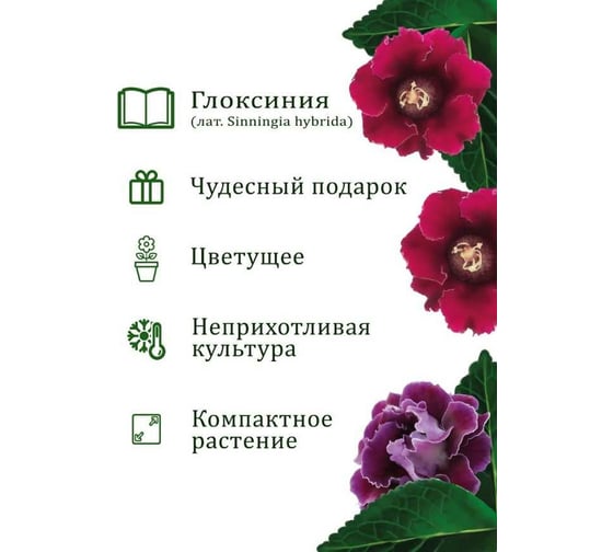 Подарочный набор для выращивания растений Вырасти,Дерево! Глоксиния гибридная zk-112