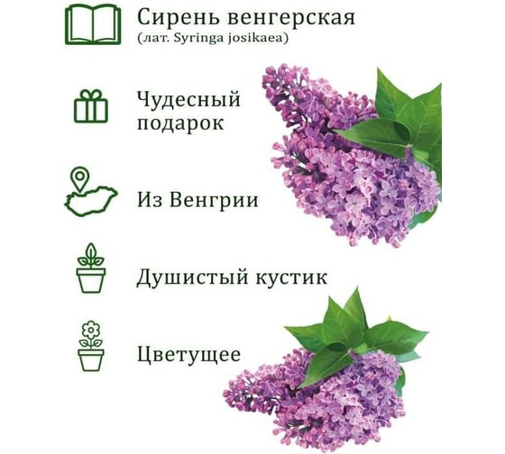 Подарочный набор для выращивания растений Вырасти,Дерево! Сирень венгерская zk-118