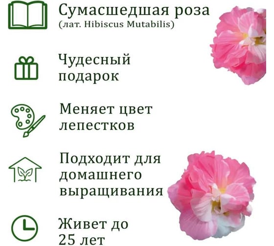 Подарочный набор для выращивания растений Вырасти,Дерево! Сумасшедшая роза zk-119