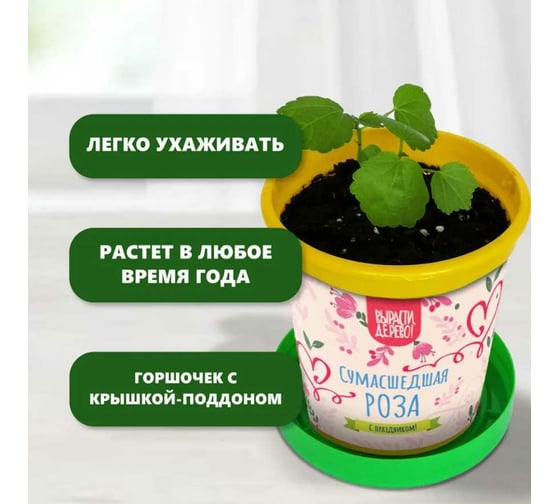 Подарочный набор для выращивания растений Вырасти,Дерево! Сумасшедшая роза zk-119