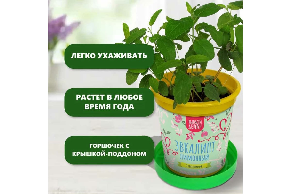 Подарочный набор для выращивания растений Вырасти,Дерево! Эвкалипт ...