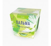 Набор для выращивания растений Тысяча листьев Пальма Вашингтония tl-013
