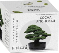 Набор для создания бонсай Сад Радости сосна японская sr-006