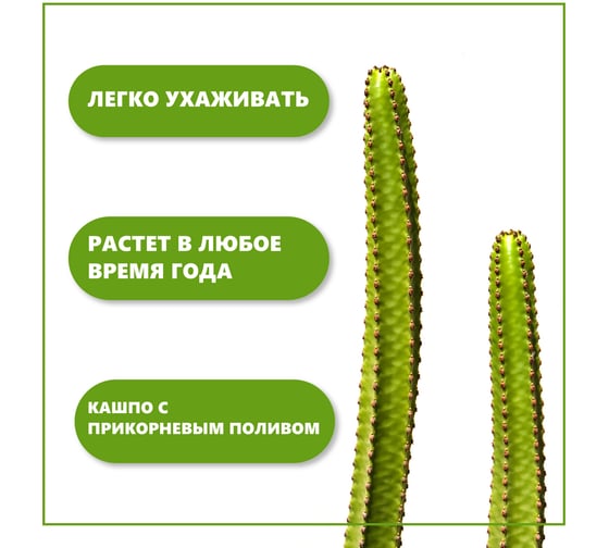 Набор для выращивания растений Тысяча Листьев кактусы tl-035
