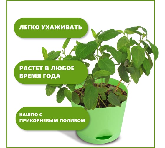 Набор для выращивания растений Тысяча Листьев эвкалипт лимонный tl-036