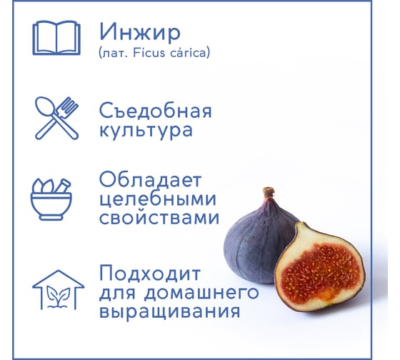 Набор для выращивания растений Тысяча Листьев инжир tl-032