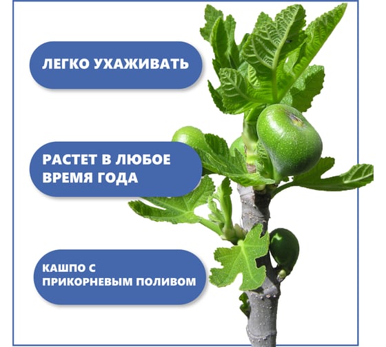Набор для выращивания растений Тысяча Листьев инжир tl-032