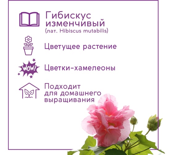 Набор для выращивания растений Тысяча Листьев сумасшедшая роза tl-033