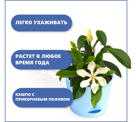 Набор для выращивания растений Тысяча Листьев гардения жасминовидная tl-034