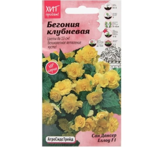 Клубневая бегония Агросидстрейд Сан дансер Еллоу АСТ 126376 1