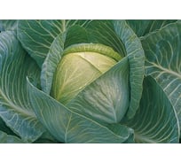 Белокочанная капуста Агросидстрейд Килатон F1 АСТ 124258