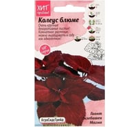 Колеус Агросидстрейд блюме Гиант Экзебишен Магма АСТ 126405