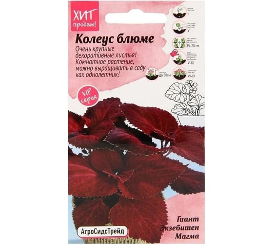 Колеус Агросидстрейд блюме Гиант Экзебишен Магма АСТ 126405 1