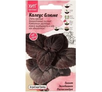 Колеус Агросидстрейд блюме Гиант Экзебишен Палисандра АСТ 126407