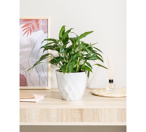 Горшок для цветов Idiland Laurel D 175 мм, 2.3 л, с поддоном, белый 221610929/01