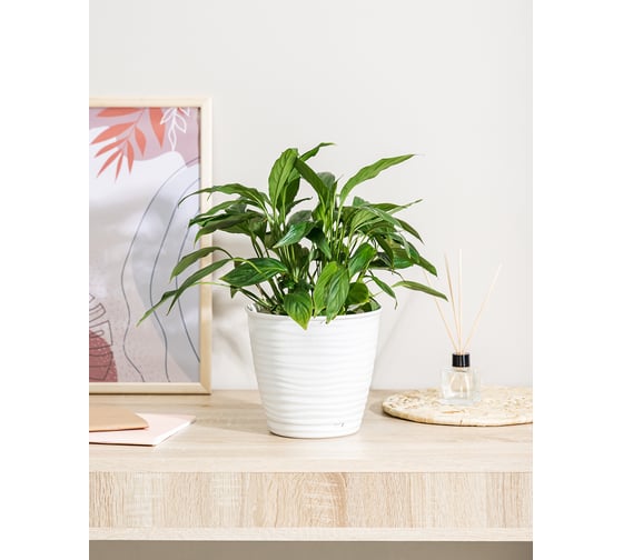 Горшок для цветов Idiland Saffron D 177 мм, 2.6 л, с поддоном, белый 221610229/01