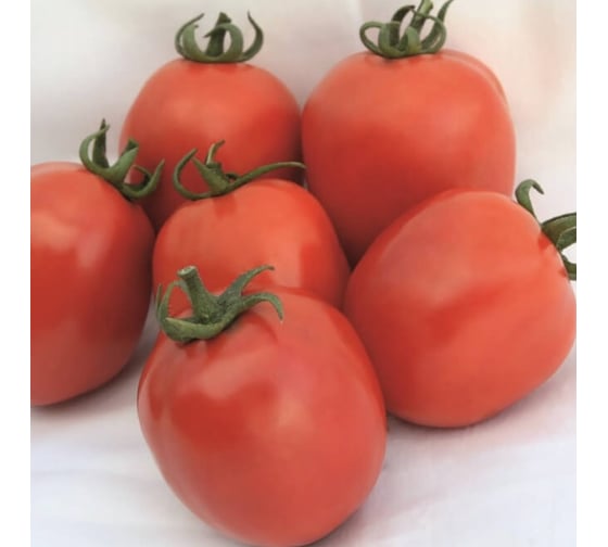Агрессор F1 семена томата 500 шт ЭС мини ELITE PLANT-BREEDING & SEED PRODUCTION Co. 1071860345