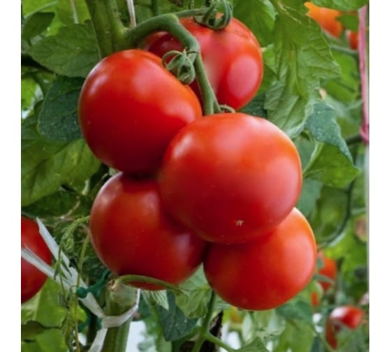 Авантаж семена томата 500 шт ЭС мини ELITE PLANT-BREEDING & SEED PRODUCTION Co. 107184946