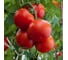 Авантаж семена томата 500 шт ЭС мини ELITE PLANT-BREEDING & SEED PRODUCTION Co. 107184946 2