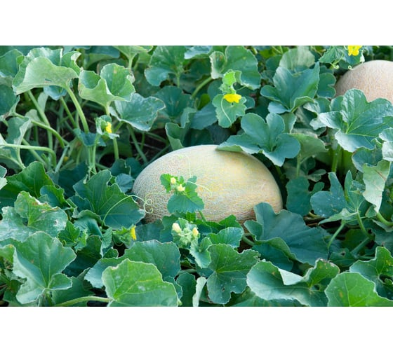 Азовка F1 семена дыни 20 шт ЭС мини ELITE PLANT-BREEDING & SEED PRODUCTION Co. 1026995338